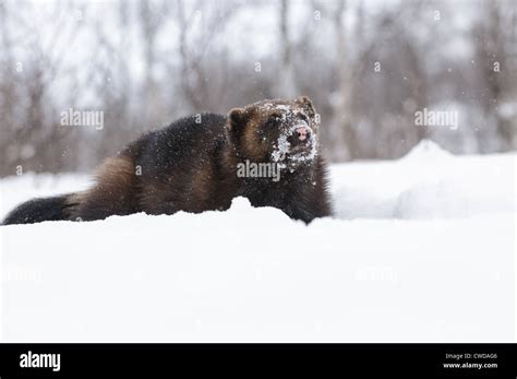 Wolverine animal hi-res stock photography and images - Alamy