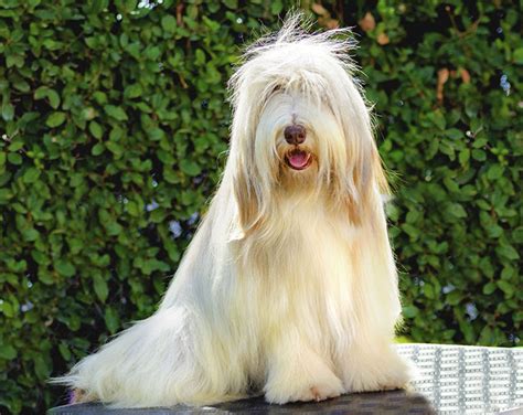 Bearded Collie Dog Breed Information Pictures Characteristics And Facts