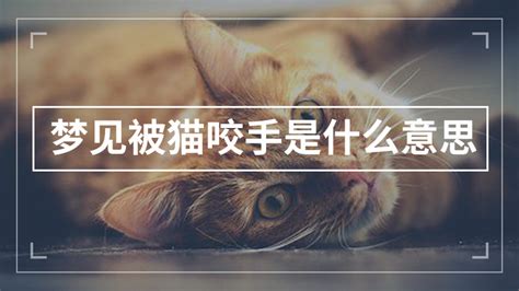 梦见被猫咬手是什么意思 匠子生活