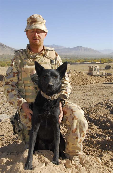 Australian Defence Force War Dogs” Dogs Of Oz