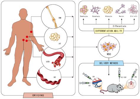 Ijms Free Full Text Mesenchymal Stem Cells Therapeutic Mechanisms