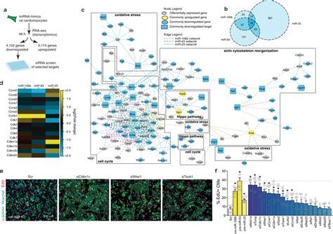 The Mir B Cluster Suppresses Cell Cycle Inhibitors A Workflow For