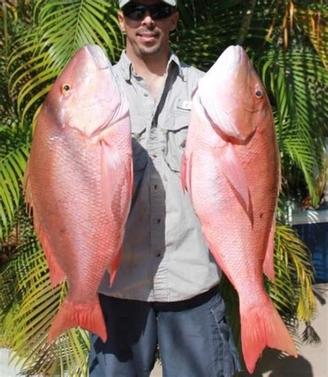 Pargo Um Peixe Que Ninguém Resiste De Pescar Ou Comer