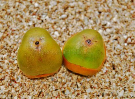 682 Baby Coconut Tree Stock Photos Free And Royalty Free Stock Photos