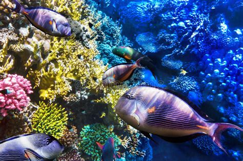 Coral Y Pescado Cirujano En El Mar Rojo Egipto Frica Imagen De