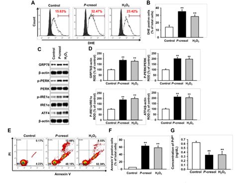 Figure 1 From TUDCA Treated Mesenchymal Stem Cells Protect Against ER