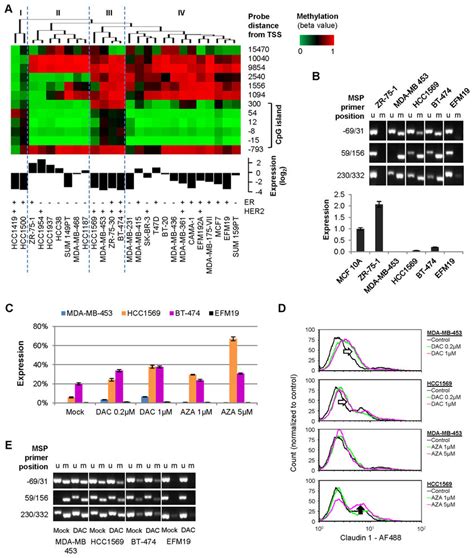 Methylation Of Claudin 1 Is Associated With Loss Of Expression In