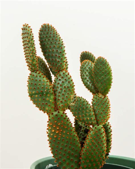 Red Bunny Ears Cactus Plantvine