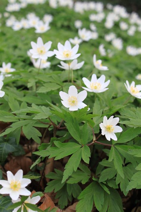 Geranium Varieties Flowers To Enliven Your Garden Landscape