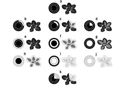 Major Chimera Types Assuming A Two Layered Tunica In The Shoot