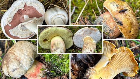 Pfifferlinge Flockenhexe Karbolchampignons Gallenr Hrling Pilze