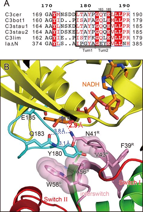 Rhoa Recognition By The Artt Loop Of C Exoenzyme A Sequence