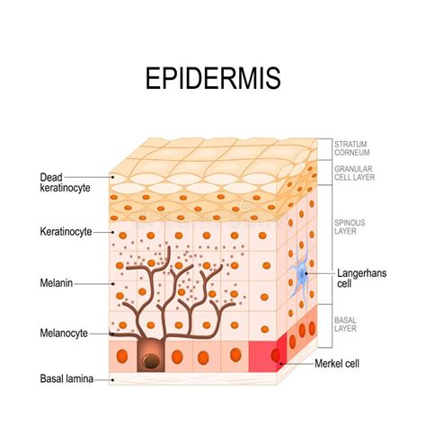 Estrutura Da Epiderme Pilha E Camadas De Uma Pele Humana Ilustração Do