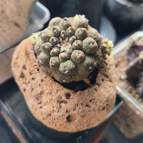 Copiapoa Hypogaea Var Barquitensis Furniture Home Living Gardening