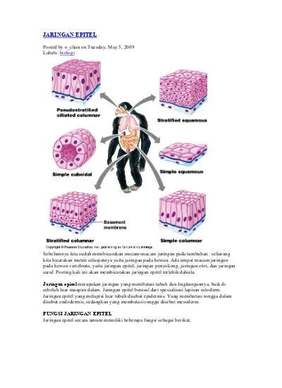 Detail Gambar Jaringan Epitel Pada Hewan Koleksi Nomer 56