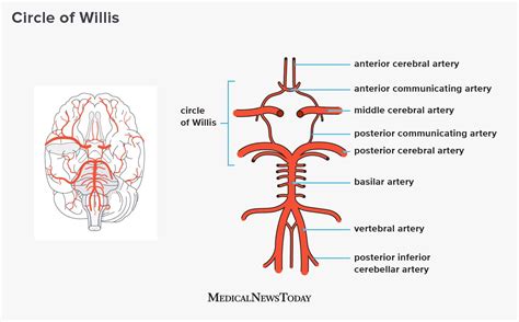 Circle Of Willis Anatomy Function And What To Know In 2020 Circle