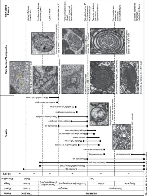 Figure 1 From Facies And Stratigraphic Framework Of A Khuff Outcrop