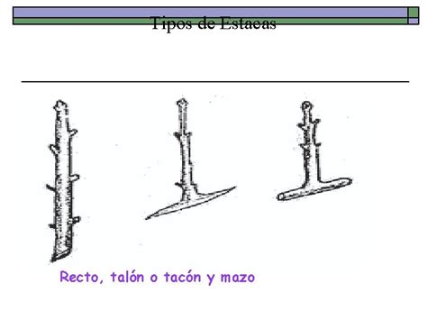 Multiplicacin Vegetativa O Asexual De Plantas Profesora Macarena