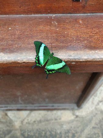 Casa Delle Farfalle E Bosco Delle Fate Di Butterfly Arc Montegrotto