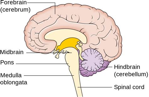 Thirty Surprising Facts About The Respiratory System Owlcation