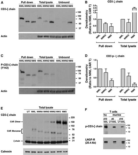 Biochemical Analysis Of The Cd44v6car Expression And Phosphorylation