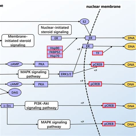 Kegg Pathway Of The Significantly Enriched Estrogen Signaling Pathway