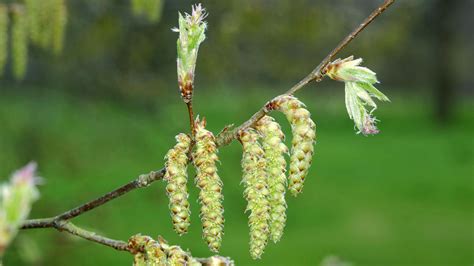 Hornbeam Carpinus Betulus British Trees Woodland Trust