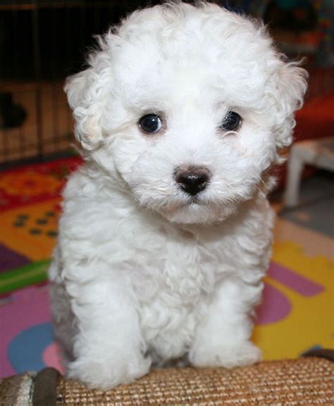 Bichon Frise Puppies For Sale Phoenix Az