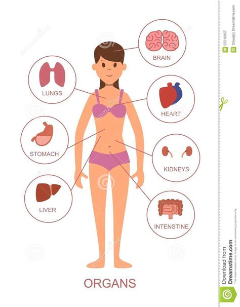 Diagrama De Rganos Del Cuerpo Humano Femenino