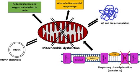 Mitochondrial Dysfunction In Alzheimers Disease The Figure Summarizes