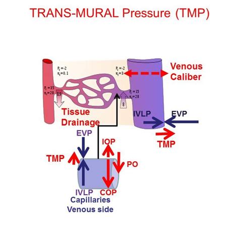 -Action of the Trans-mural pressure and the oncotic pressure on tissue ...