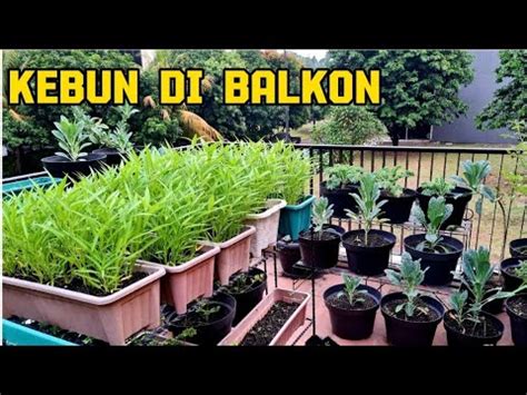 Kebun Di Balkon Panen Sayur Mayur Lanjut Tanam Cabe Dipolibag Youtube