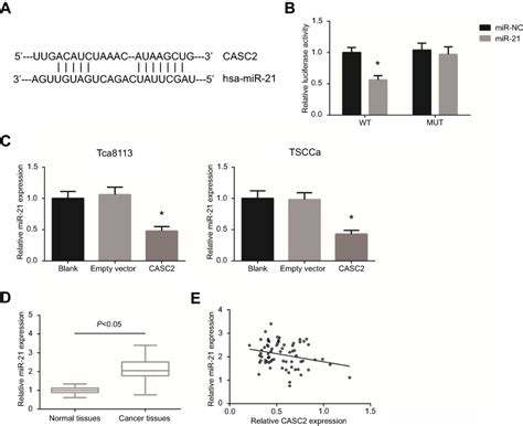 Long Non Coding Rna Casc Serves As A Cerna Of Microrna To Promote Ott