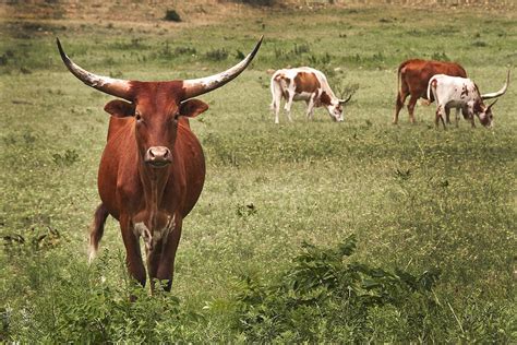 Are You Talking To Me Photograph By Tamyra Ayles Fine Art America