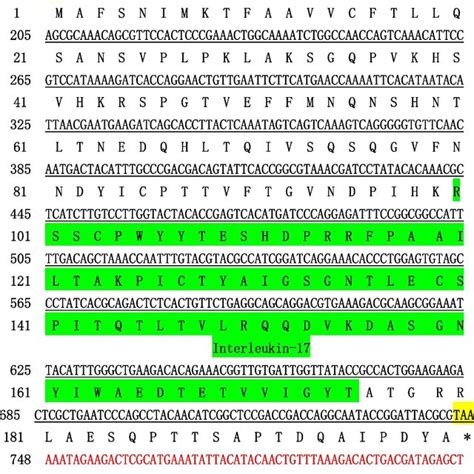 The IL17 3 CDNA And Deduced Amino Acid Sequence Of C Sinensis Note