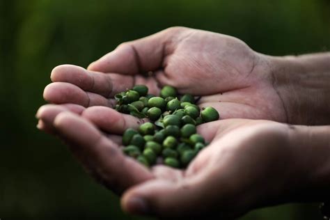 MT sai da penúltima posição para um dos 10 maiores produtores de café