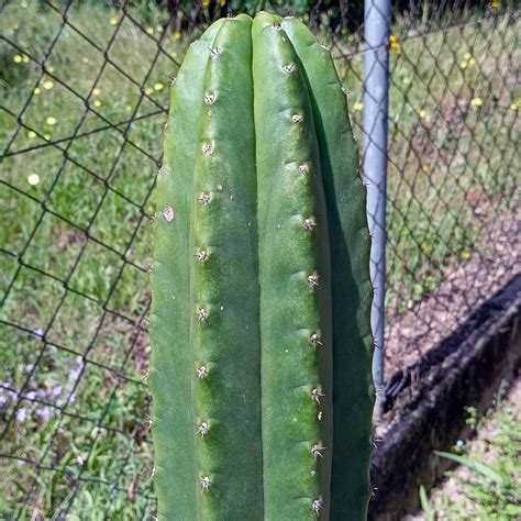 How to Treat Cactus Scale Infection - Freaky Cacti