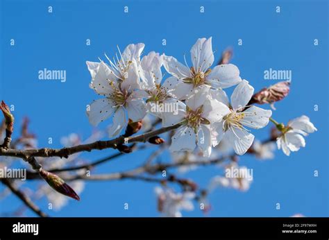 Prunus Cerasus Known As Sour Cherry Tart Or Dwarf Cherry Cherry