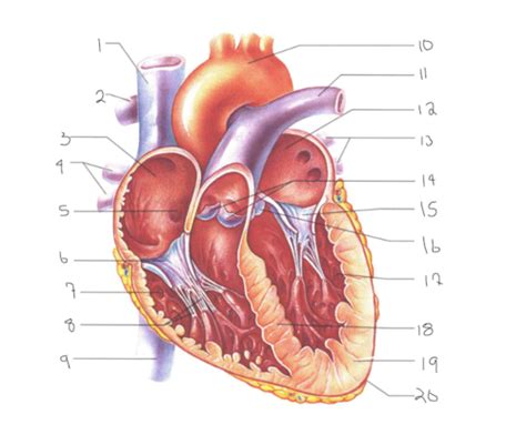 Anatomy Of The Heart Flashcards Quizlet