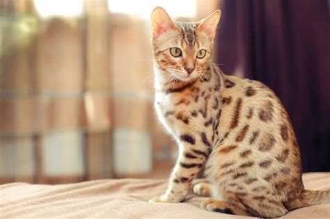 11 Designer Cat Breeds That Are Rare And Pricey Parade Pets