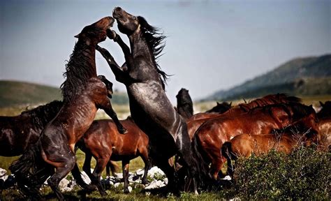 Wild Horses Mustang Wallpaper