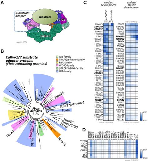 Figure From The Role Of Cullin Ring Ligases In Striated Muscle