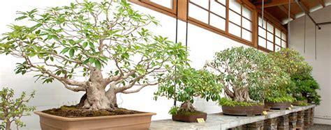 MUSEO DEL BONSAI DE MARBELLA Marbella Chic