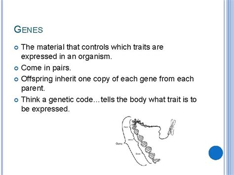 Genetics And Heredity Genetics The Branch Of Biology