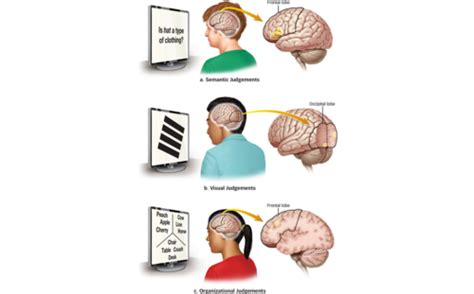 Memory Flashcards Quizlet