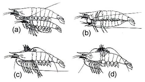 Courtship and mating behavior of Penaeus monodon | Download Scientific ...