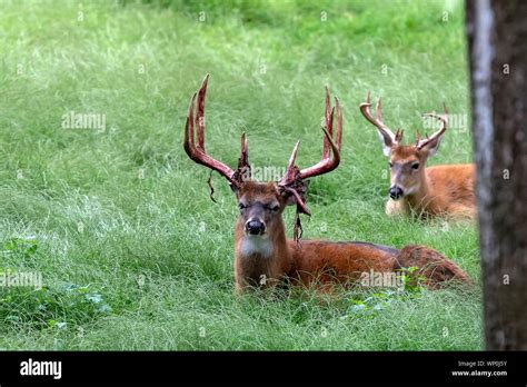 The white tailed deer. Photo of Deer Shedding Their Velvet Stock Photo ...