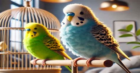 Causes Of Budgies Puffing Up Signs Of Comfort Or Concern