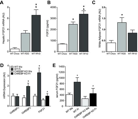 Fructose Regulates Fgf In A Chrebp Dependent Manner A Increased