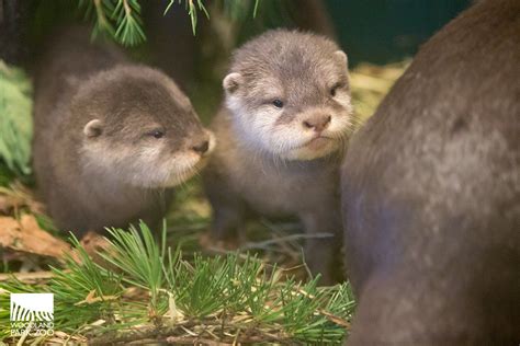 Video Otter Pups At Woodland Park Zoo Open Eyes Begin To Explore Kima